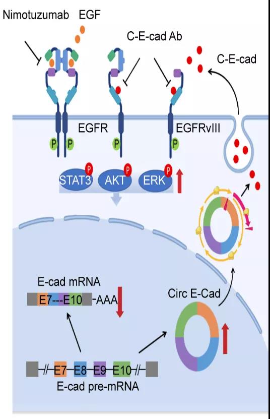 张弩教授团队在国际知名期刊《Nature Cell Biology》发表研究成果
